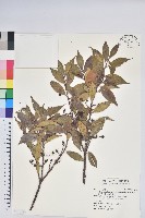 藏品(珍珠花、長尾葉越橘)的圖片