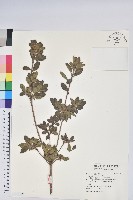 藏品(唐杜鵑、大屯杜鵑、中原氏杜鵑)的圖片