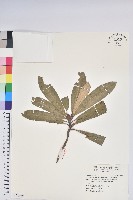 藏品(臺灣杜鵑)的圖片