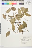 藏品(柱果鐵線蓮)的圖片