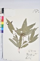 藏品(狹葉櫟)的圖片