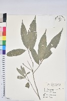 藏品(狹葉櫟)的圖片