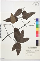 藏品(柱果鐵線蓮)的圖片