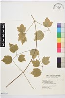 藏品(串鼻龍)的圖片