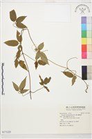 藏品(銹毛鐵線蓮)的圖片