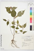 藏品(長葉垂桉草)的圖片