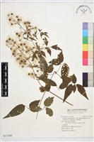 藏品(梨山小蓑衣藤)的圖片