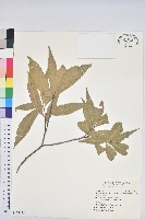 藏品(三斗石櫟)的圖片