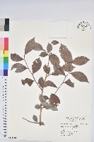 藏品(細葉饅頭果)的圖片
