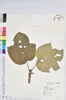 藏品(三年桐、光桐)的圖片