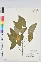 藏品(白臼)的圖片