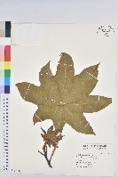 藏品(蓖麻)的圖片