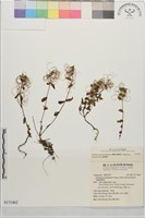 藏品(黑龍江柳葉菜)的圖片