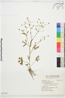 藏品(石龍芮)的圖片