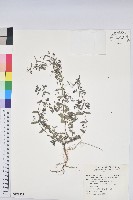 藏品(紫斑大戟)的圖片