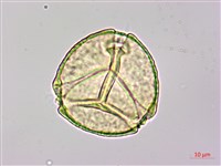 藏品(長果月橘)的圖片