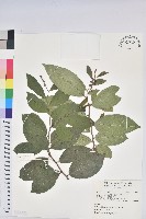 藏品(日本五月茶、南投五月茶)的圖片