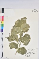 藏品(變葉鐵莧)的圖片