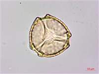 藏品(月橘)的圖片