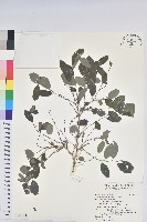 藏品(紅仔珠)的圖片