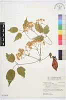 藏品(串鼻龍)的圖片