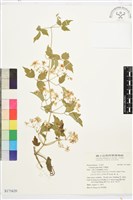 藏品(串鼻龍)的圖片
