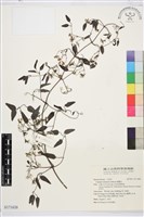 藏品(威靈仙)的圖片