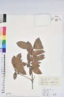 藏品(紅棕杜鵑)的圖片