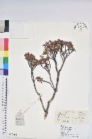 藏品(櫻草杜鵑)的圖片