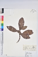 藏品(櫟葉杜鵑)的圖片