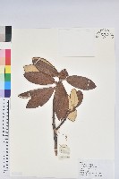 藏品(海綿杜鵑)的圖片