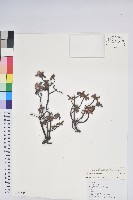藏品()的圖片