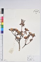 藏品()的圖片