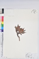 藏品(櫻草杜鵑)的圖片