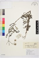 藏品(銀葉鐵線蓮)的圖片