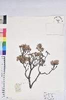 藏品(灰背杜鵑)的圖片