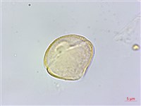 藏品(異葉囊瓣芹)的圖片