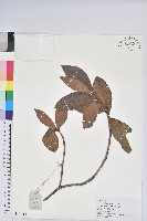 藏品(亮葉杜鵑)的圖片