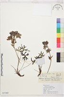 藏品(裂瓣翠雀)的圖片