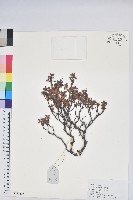 藏品(地毯杰鵑花)的圖片