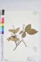 藏品(南燭)的圖片