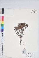 藏品(白毛粉鐘杜鵑)的圖片