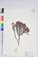藏品(草原杜鵑)的圖片