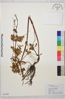 藏品(長柄唐松草、擬散花唐松草)的圖片