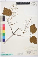 藏品(串鼻龍)的圖片