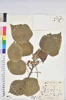 藏品(血桐)的圖片