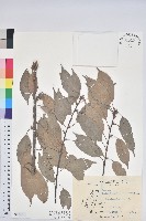 藏品(青剛櫟、鐵椆)的圖片