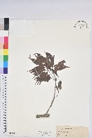 藏品()的圖片