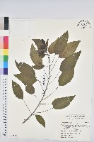 藏品(白臼)的圖片