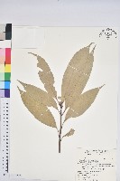 藏品(短尾葉石櫟、嶺南柯`東南石櫟)的圖片